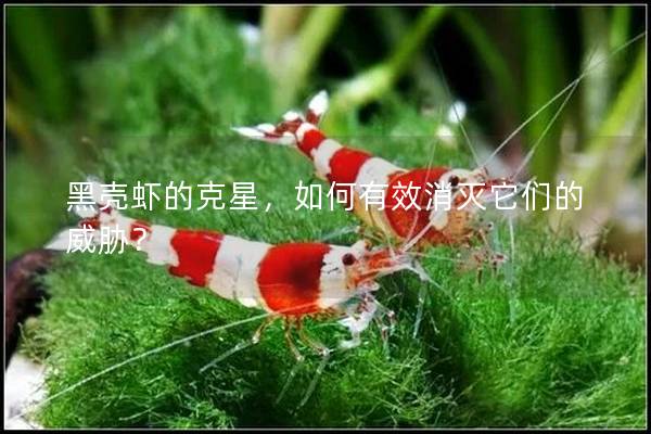 黑殼蝦的克星，如何有效消滅它們的威脅？